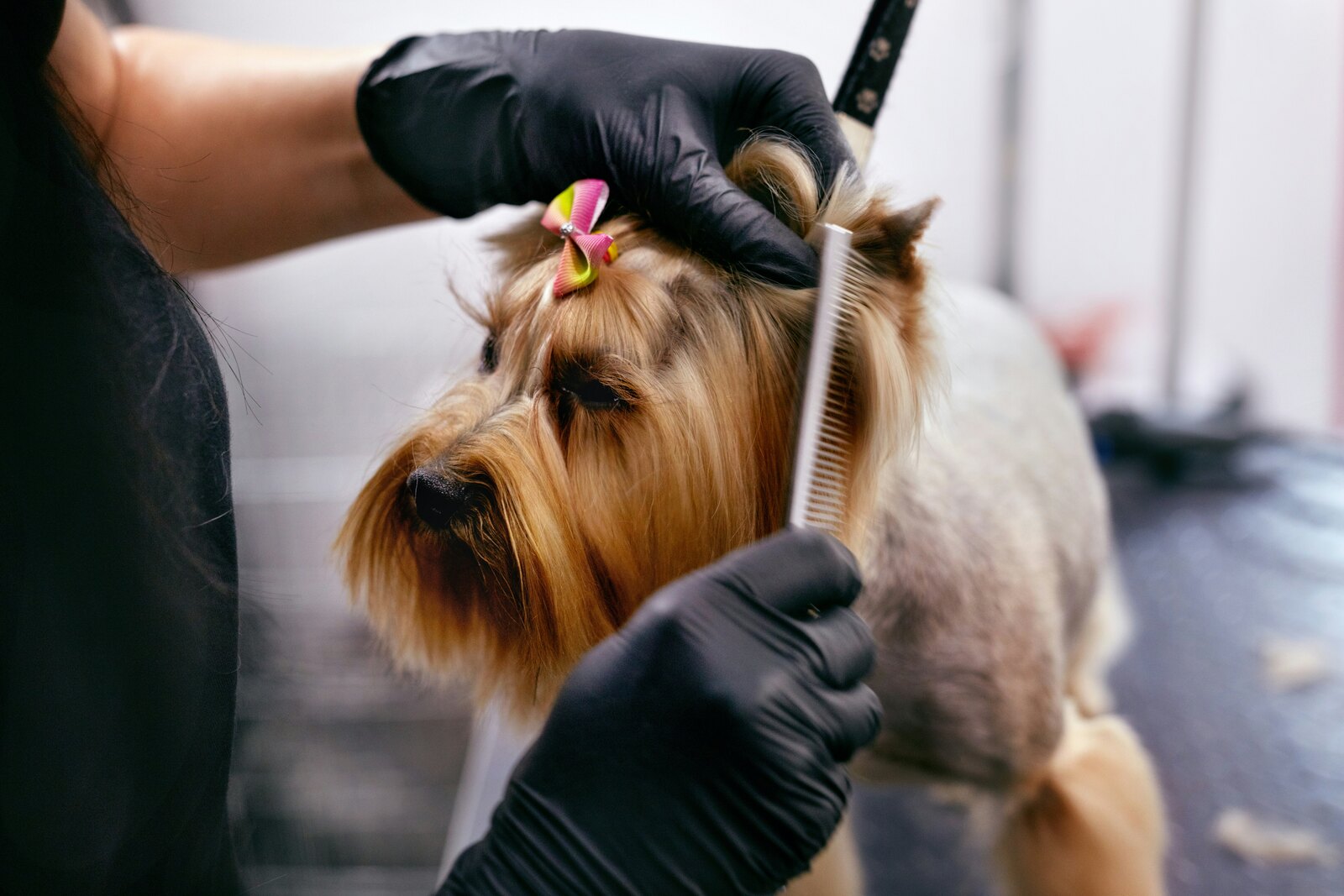Pet groomer combing a small dog on a grooming table