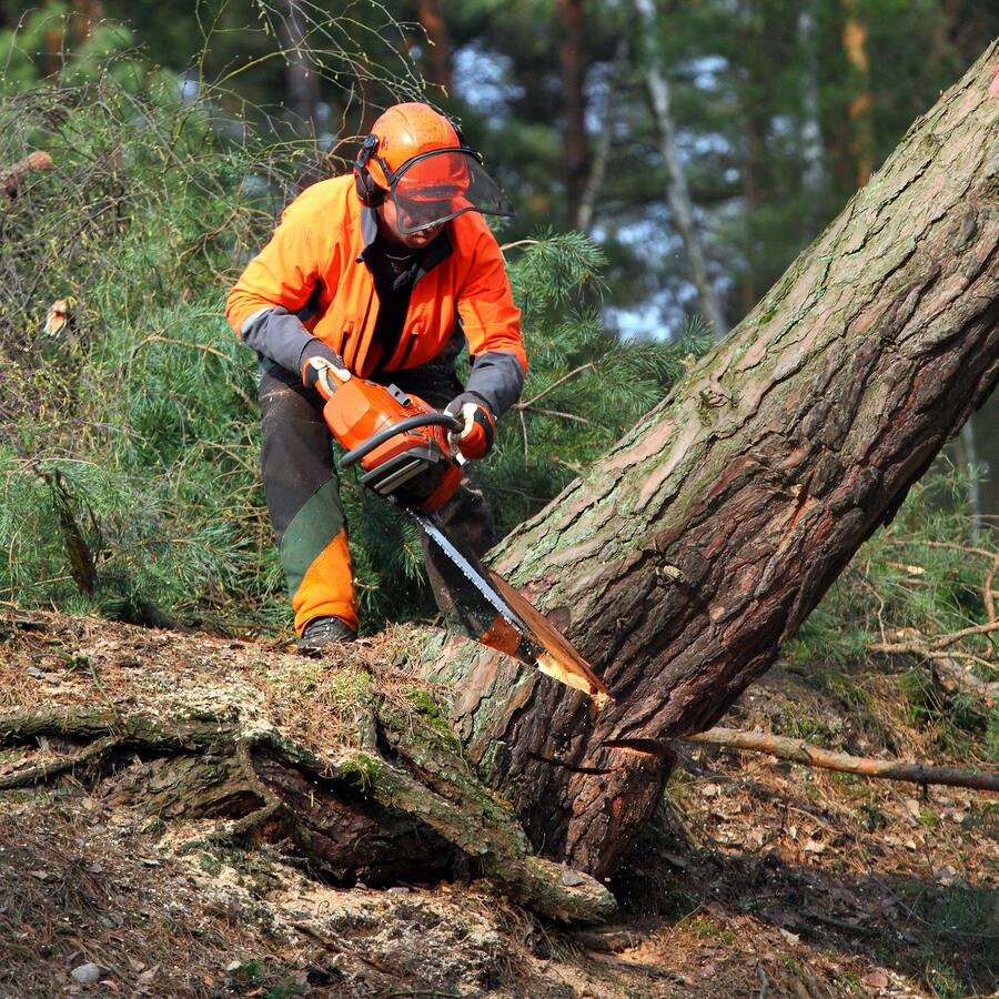 Tree service worker wearing protective equipment and cutting a fallen tree